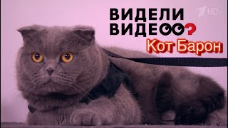 «Видели видео» выпуск от 31.10.2021 кот Барон