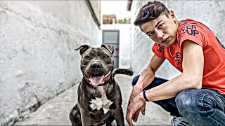 Luna Ne Halde ?? P İ T B U L L L U N A