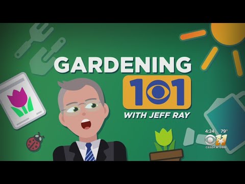 Gardening 101: How To Assess If Your Trees Will Survive Winter
