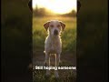 Be the reason they stop waiting 🐶❤️ #reels #fypシ