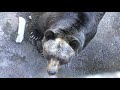 ヒグマの『グー』 (奥飛騨クマ牧場) 2018年4月21日 の動画、YouTube動画。