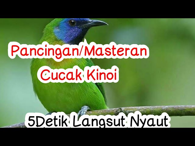 Pancingan / Masteran Cucak Kinoi | 5detik Langsung Nyaut class=