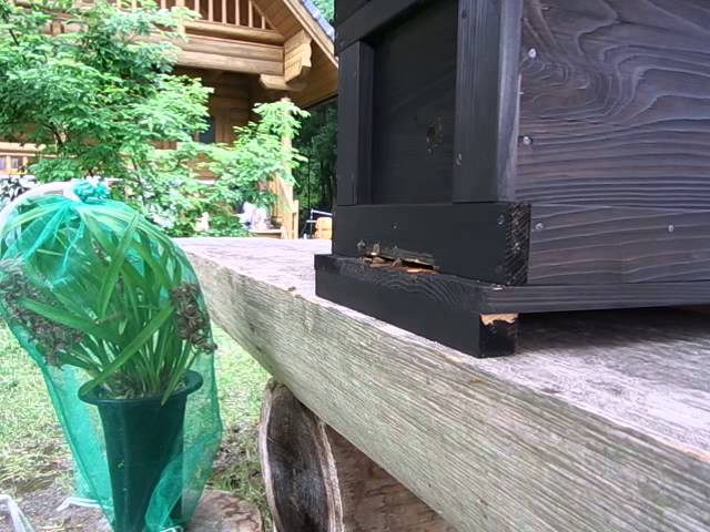 日本ミツバチ単枠式巣箱に自然入居 - YouTube