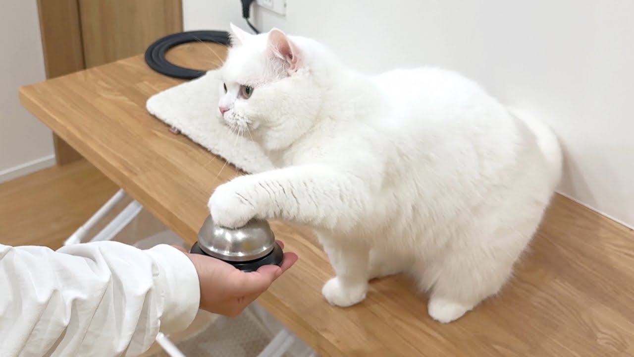 ENG) My cat who finally rang the bellthat she couldn't it for 5