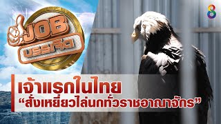 เปิดอาชีพใหม่...สั่งนกเหยี่ยวไล่นก!! | JOB บรรเจิด | ช่อง8