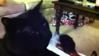 Black Cat Trying To Eat Slim Jim