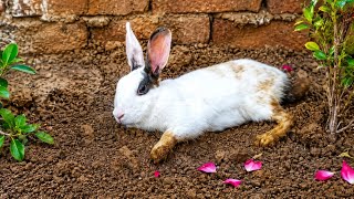 #CuteRabbit #RabbitLife Adorable Bunny Relaxing in Garden 🐰🌸 | Funny & Cute Rabbit Moments screenshot 2