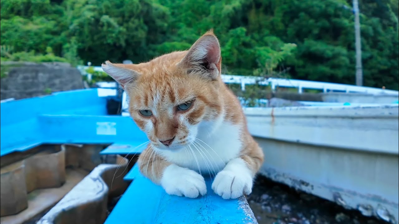 駆け降りる猫 A cat playing tag with his older brother and almost getting
