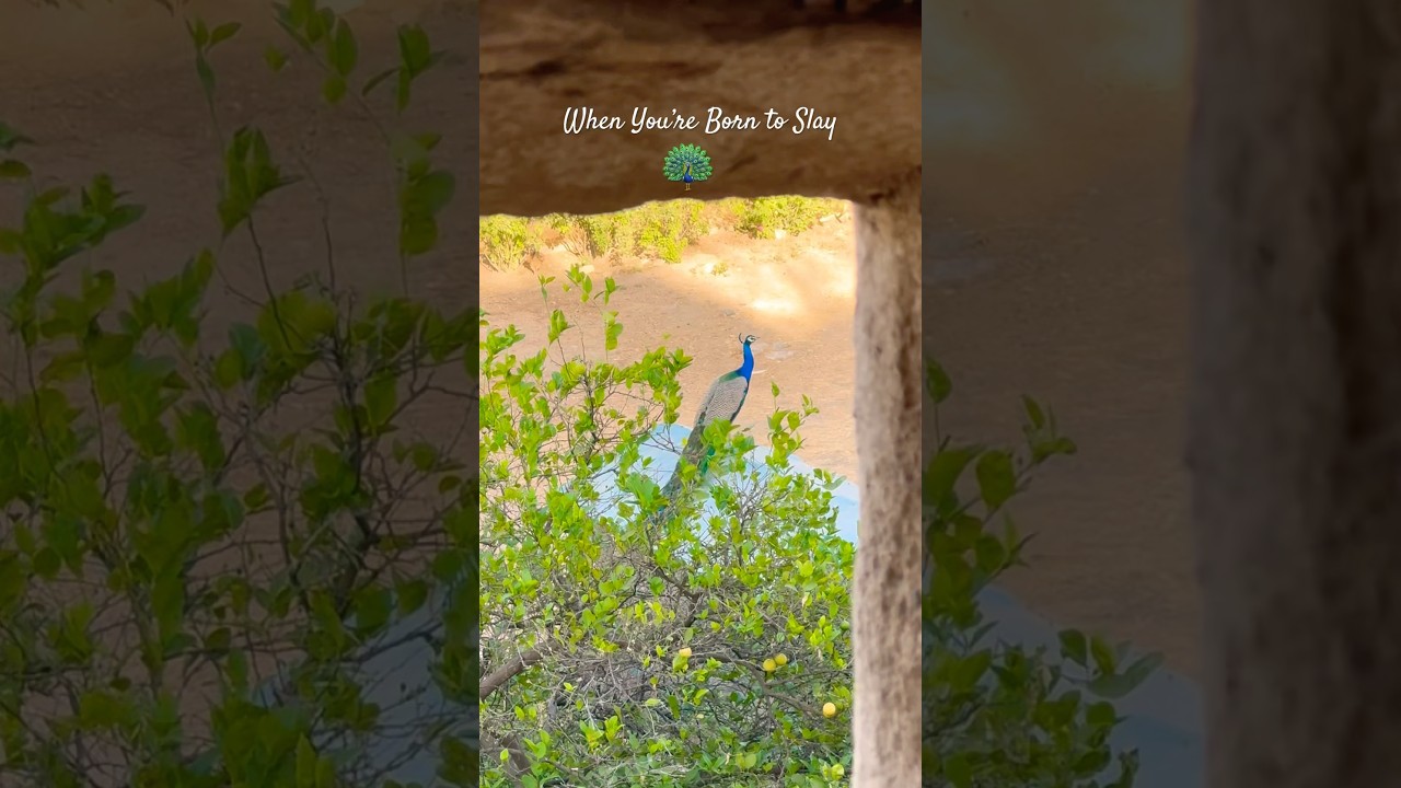 SPOTTED THE REAL QUEEN 