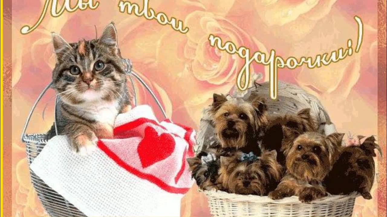 С днем рождения зверюшки. Картинки с днём рождения. Открытки с днём рождения с изображением собаки. Открытка с днём рождения с собачкой. Поздравления с днём рождения.