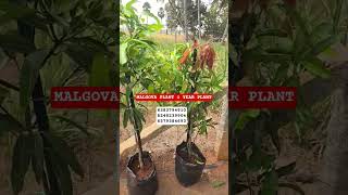 1 வருடம் மல்கோவா மாம்பழம் வளர்த்த செடி புதிதாக வந்துள்ளது