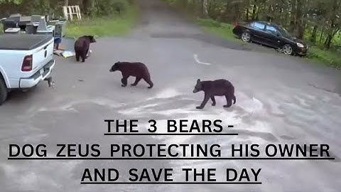 THE 3 BEARS DOG ZEUS PROTECTING HIS OWNER AND SAVE THE DAY #doglover #mansbestfriend