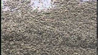 Insects swarm car - Amazing