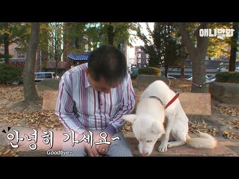 애니멀봐 사모예드 This video shows a daily life of the polite dog 