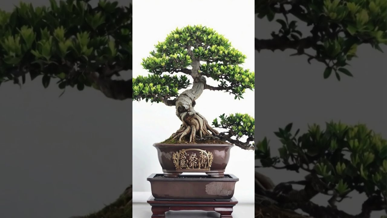 盆栽製品 68 #indoorplants #bonsai #全日本小品盆栽協会 - YouTube