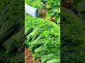 Unique way to pick chayote shoots #shorts