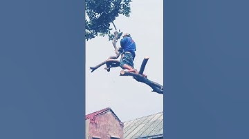 cutting down giant tree   #satisfying #giant #tree #oddlysatisfying #asmr #fyp