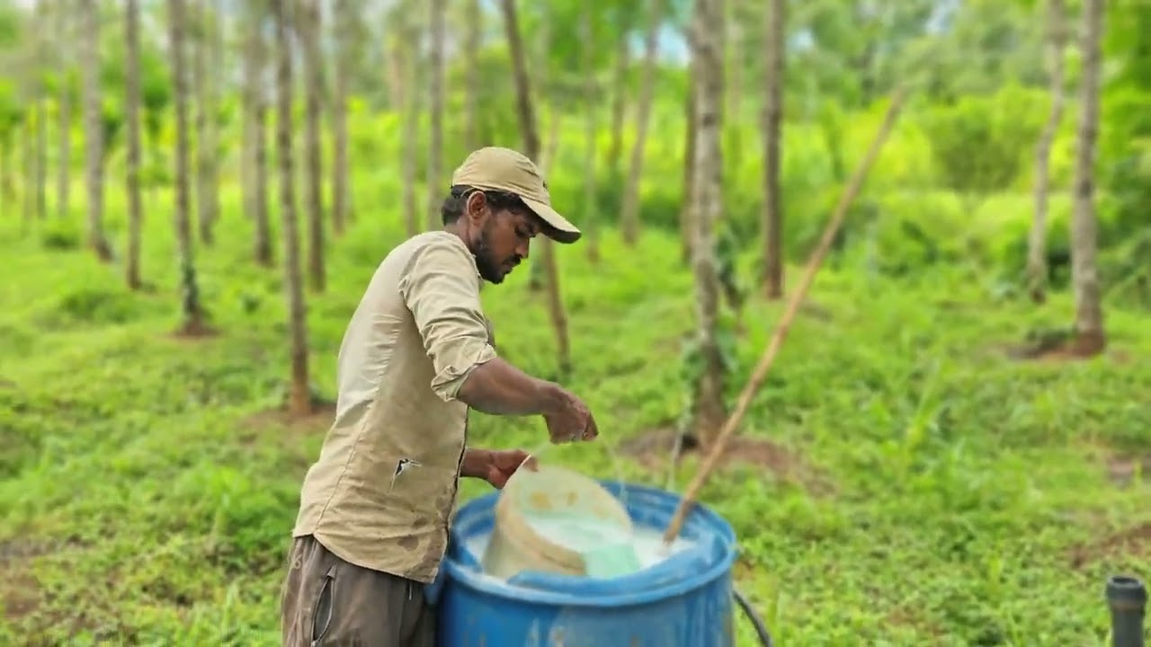 Tata Blitox COC drenching for Pepper in Hiregadde Farm