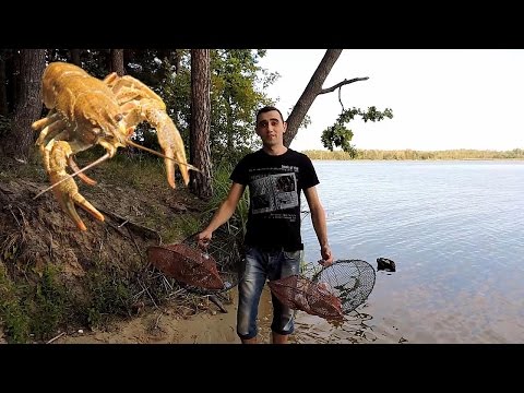 Можно ли ловить раков видео Можно ли ловить раков видео