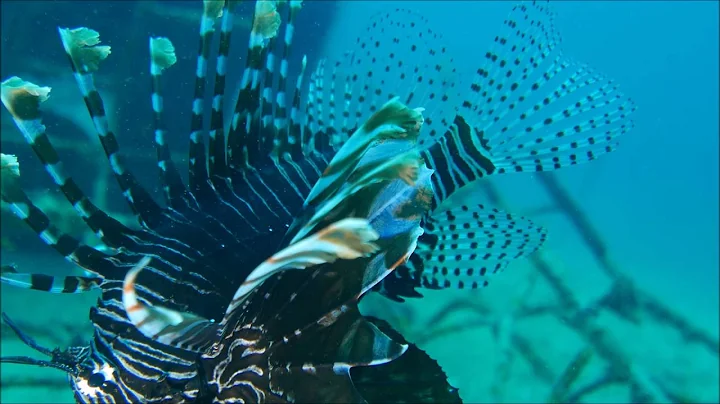 lionfish