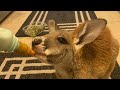 Watch this BEFORE Getting a Kangaroo!