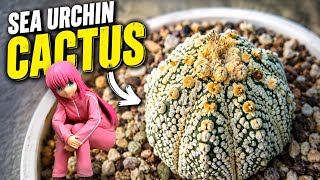 88Cactus88 update live 5.23.26