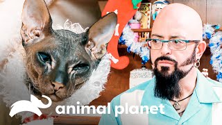 Gato sphynx está arruinando os planos de Natal em casa | Meu Gato Endiabrado | Animal Planet Brasil