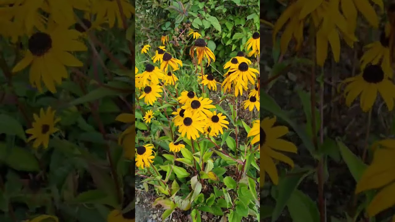 COTTAGE GARDEN I KEEP AN EYE ON FLOWERS NOW IN THE GARDEN 