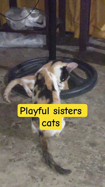 Download lagu TWO CATS HAVING A GOOD TIME PLAYING #kmjs #cat #trendingshorts #viralvideo #viral