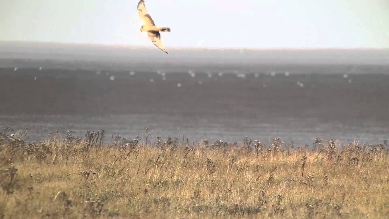Pallid Harrier 9th December 2015