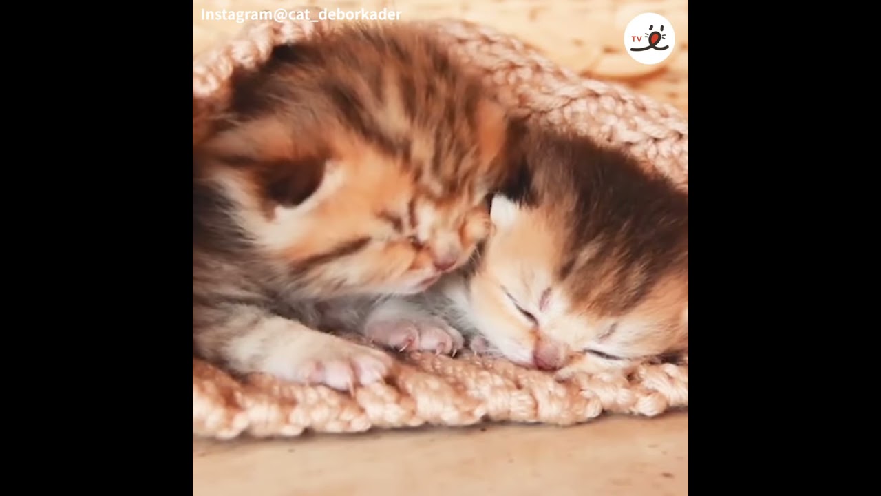 たかしちゃん　まん丸に寝ている猫 Amazon.co.jp: トレンドマスター なでなでねこちゃんEX キジトラ