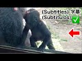 This time, Santaro climbed up completely on his own, without any help from his Mom. Gorilla