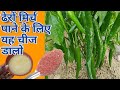 मिर्च के पौधे पर ज्यादा मिर्च पाने के लिए केवल यह चीज डालें best fertilizer for chilli plant