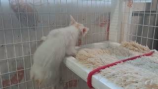 'Clawdio' - Out of Sassi x Honjo by Linda Donaldson - Kiddlyn Japanese Bobtails 163 views 2 months ago 3 minutes, 54 seconds