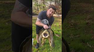 How to hold a snapping turtle!! @GardenStateTortoise
