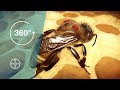 Varroa Mites: A Danger to Bees | 360° Video