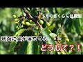 【佐藤錦 紅秀峰】さくらんぼってどう育つの？  5月に見学行ってみた！