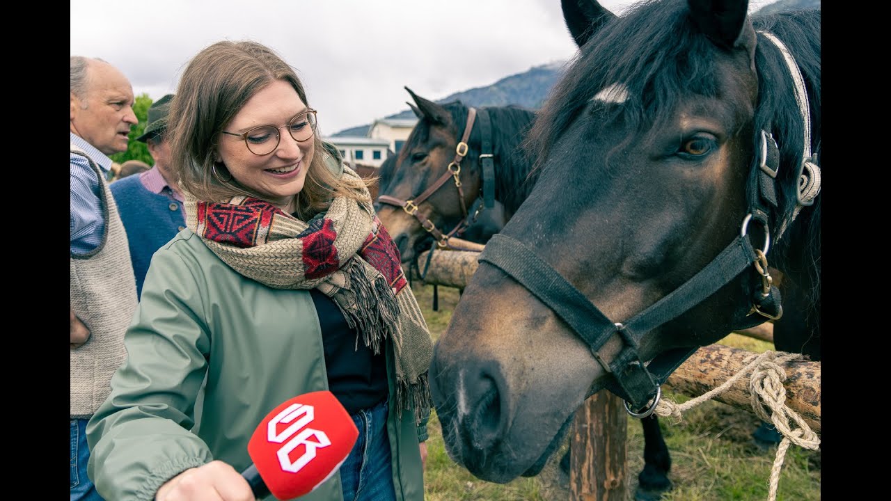 Tirols schönste Noriker glänzten um die Wette