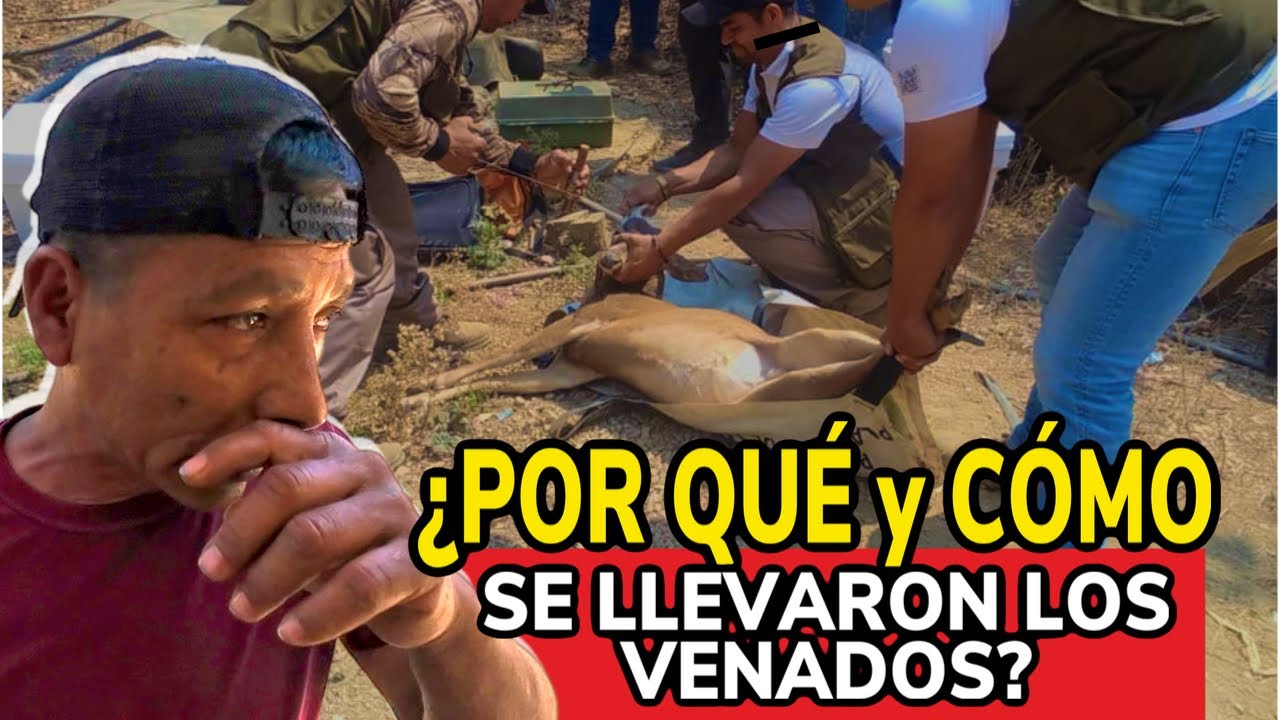 LE QUITAN SUS VENADOS A CHAGO GALLO DESPUÉS DE 12 AÑOS! 😢 | Interviene PROFEPA