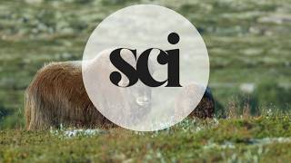 Muskox: The Ancient Arctic Survivor That Defied the Ice Age