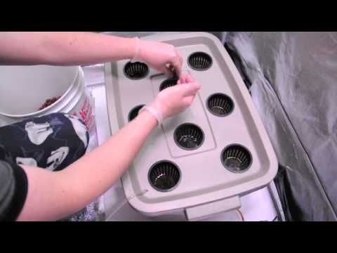 How to plant seedlings in a hydroponics system