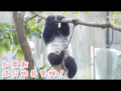 《熊貓早晚安》別蒙我，這分明是隻猴！ | iPanda熊貓頻道