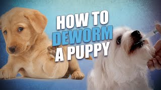 how often do you have to worm a puppy