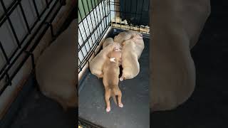 THE SWEET SCIENCE BREEDING a Breakbred production