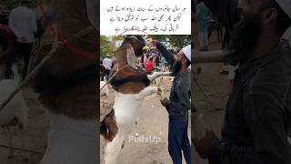 Download Lagu Blessing animals of Eid ul Adha #love #allah #eiduladha #animals #music #shorts #trending MP3 Download Lagu Blessing animals of Eid ul Adha #love #allah #eiduladha #animals #music #shorts #trending MP3