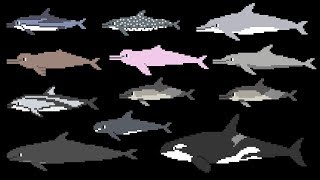 Dolphins - Bottlenose Dolphin, Killer Whale - Animals - The Kids' Picture Show (Educational Video)