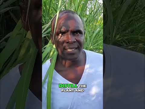 Unlock Lemongrass: Essential Oils & Hydrosols Explained #shorts