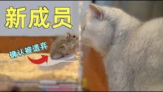 小仓鼠惊魂三日差点被肥猫吃掉大难不死必有后福