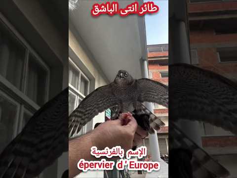 يصطاد بانتى الباشق épervier D Europe 