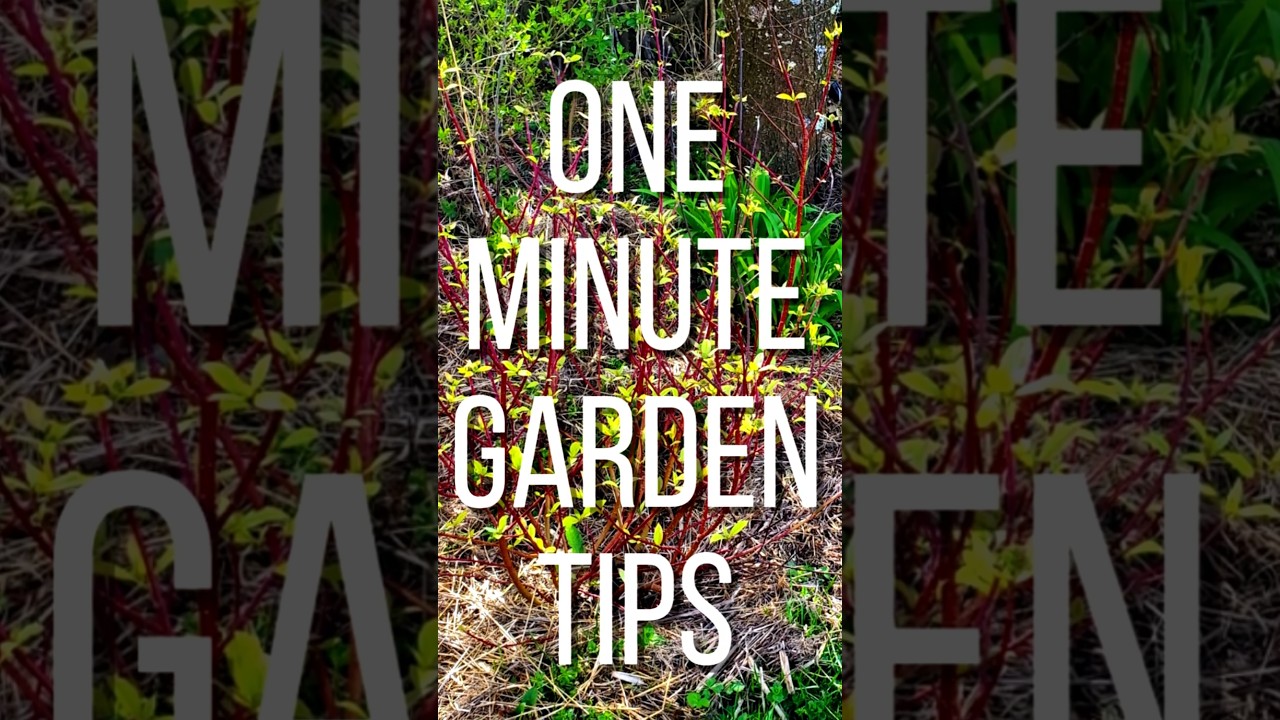 Moving the Dogwood during Winter! 